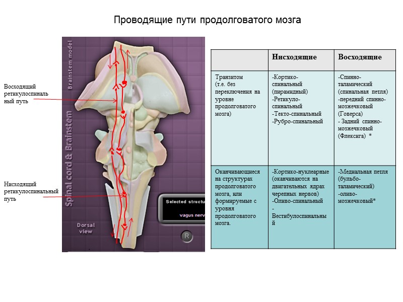 Восходящий ретикулоспинальный путь Нисходящий ретикулоспинальный путь Проводящие пути продолговатого мозга